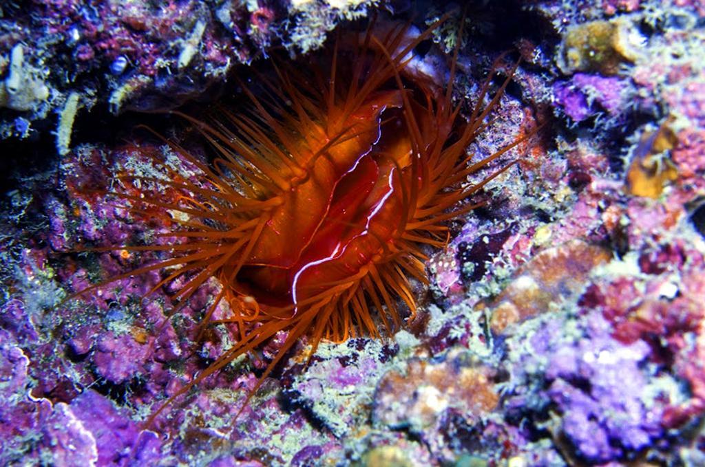 Marco Vincent Dive Resort Puerto Galera Extérieur photo