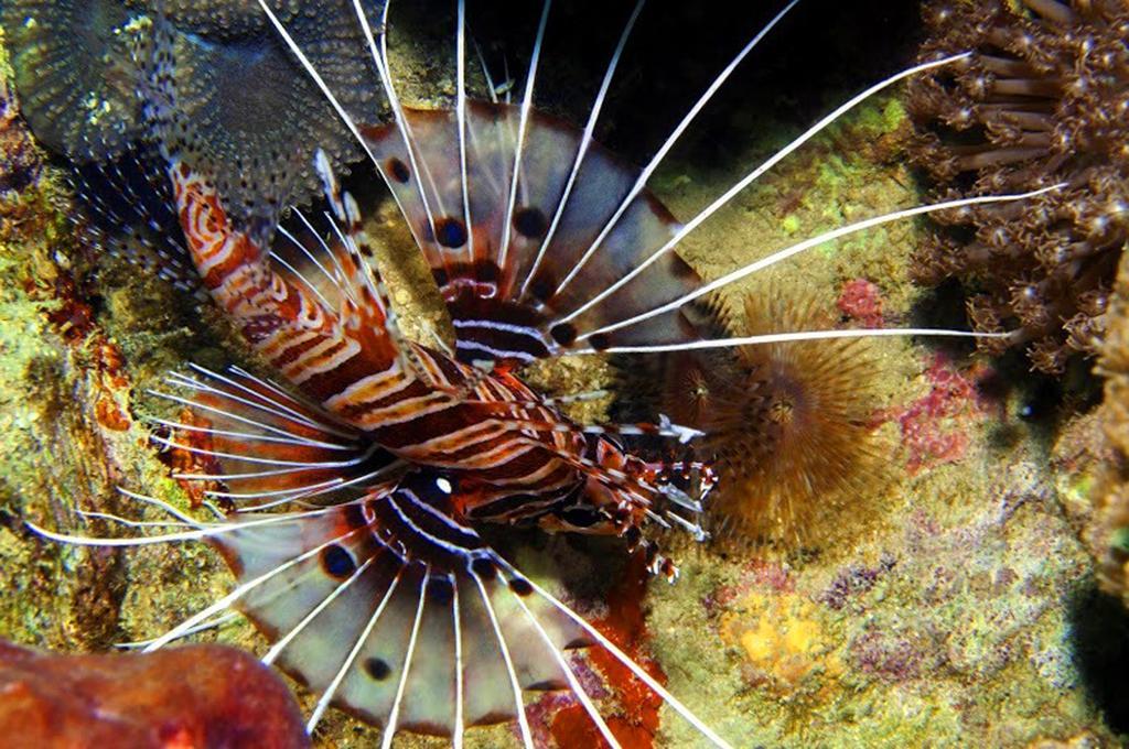 Marco Vincent Dive Resort Puerto Galera Extérieur photo