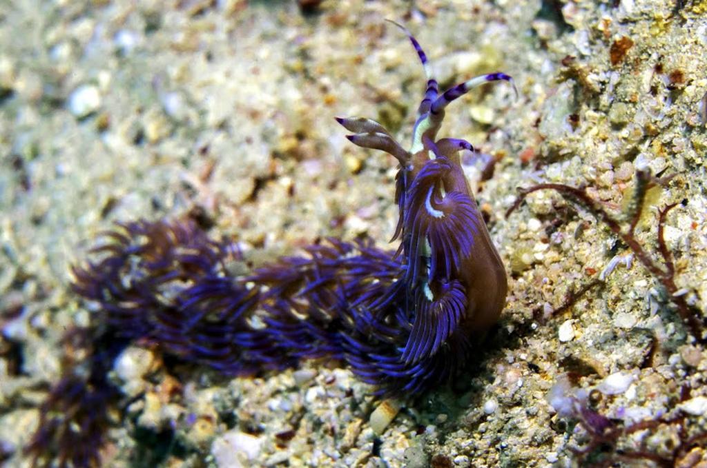 Marco Vincent Dive Resort Puerto Galera Extérieur photo