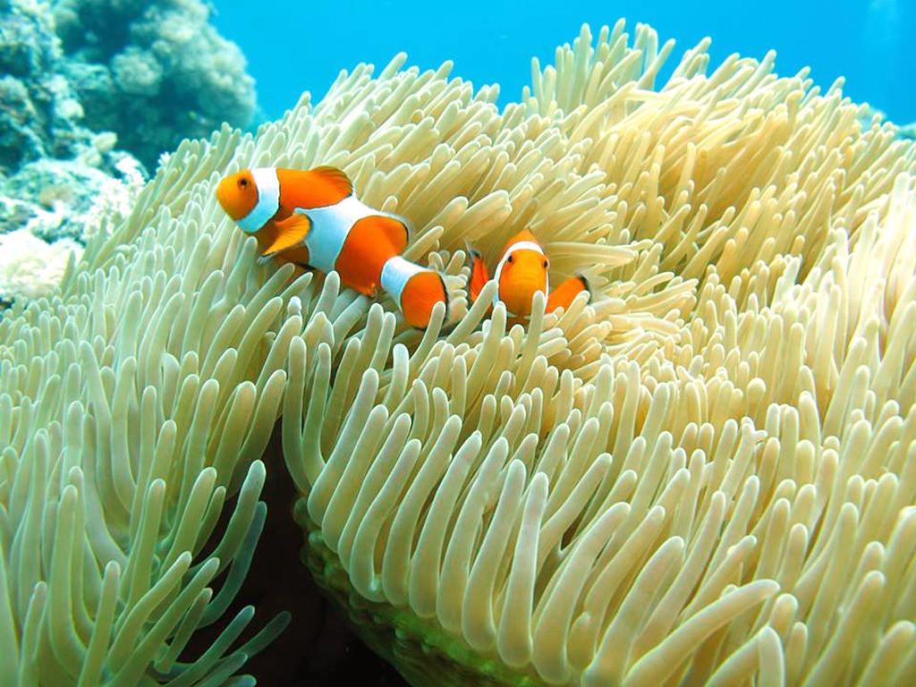 Marco Vincent Dive Resort Puerto Galera Extérieur photo