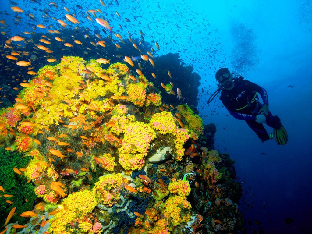 Marco Vincent Dive Resort Puerto Galera Extérieur photo